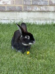 Found/Stray Unknown Rabbit last seen Church, Orem, UT 84057