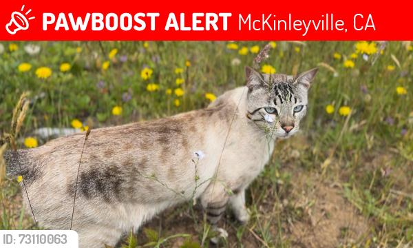 Lost Male Cat last seen Mckinleyville community forest, McKinleyville, CA 95519