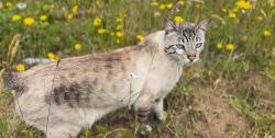 Lost Male Cat last seen Mckinleyville community forest, McKinleyville, CA 95519