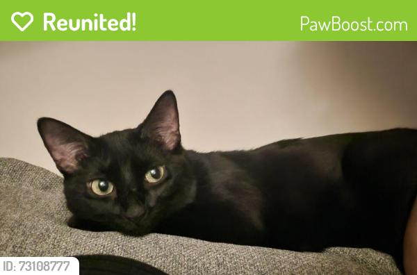 Reunited Female Cat last seen 32nd st and 24th Ave, astoria, Queens, NY 11102