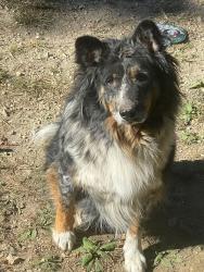 Lost Male Dog last seen Baggett Road, Ringgold, GA 30736