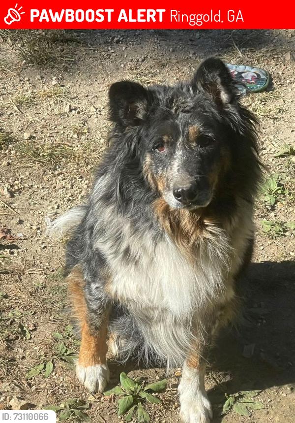 Lost Male Dog last seen Baggett Road, Ringgold, GA 30736