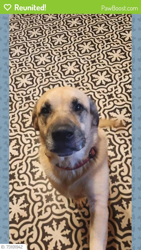 Reunited Male Dog last seen Smithgall Woods State Park, White County, GA 30545