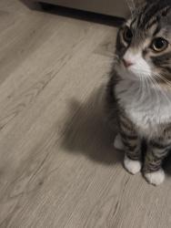 Found/Stray Unknown Cat last seen Stan Bailie Dr & Tim Sale, Winnipeg, MB R3Y 0L4