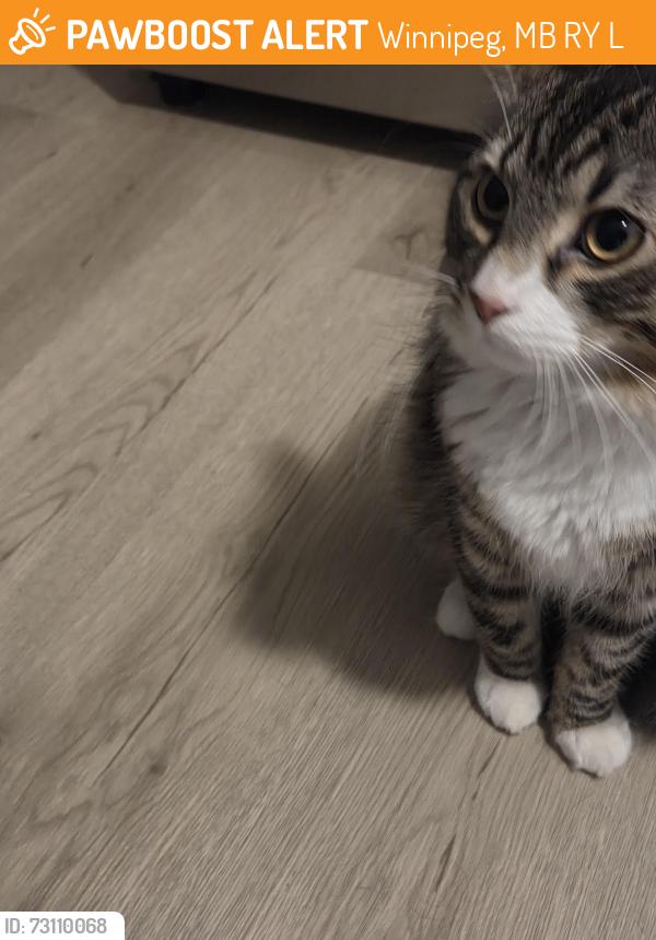Found/Stray Unknown Cat last seen Stan Bailie Dr & Tim Sale, Winnipeg, MB R3Y 0L4