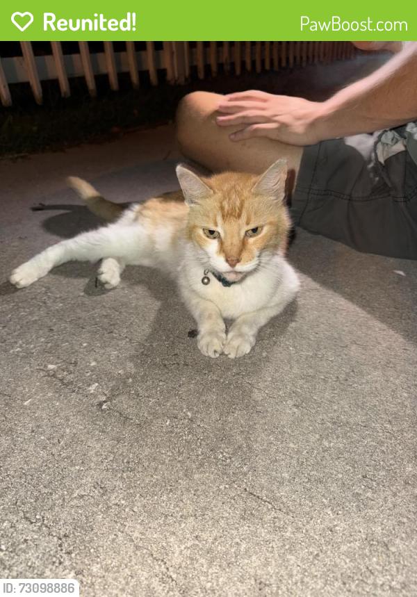Reunited Unknown Cat last seen Saragossa St, St. Augustine, FL 32085