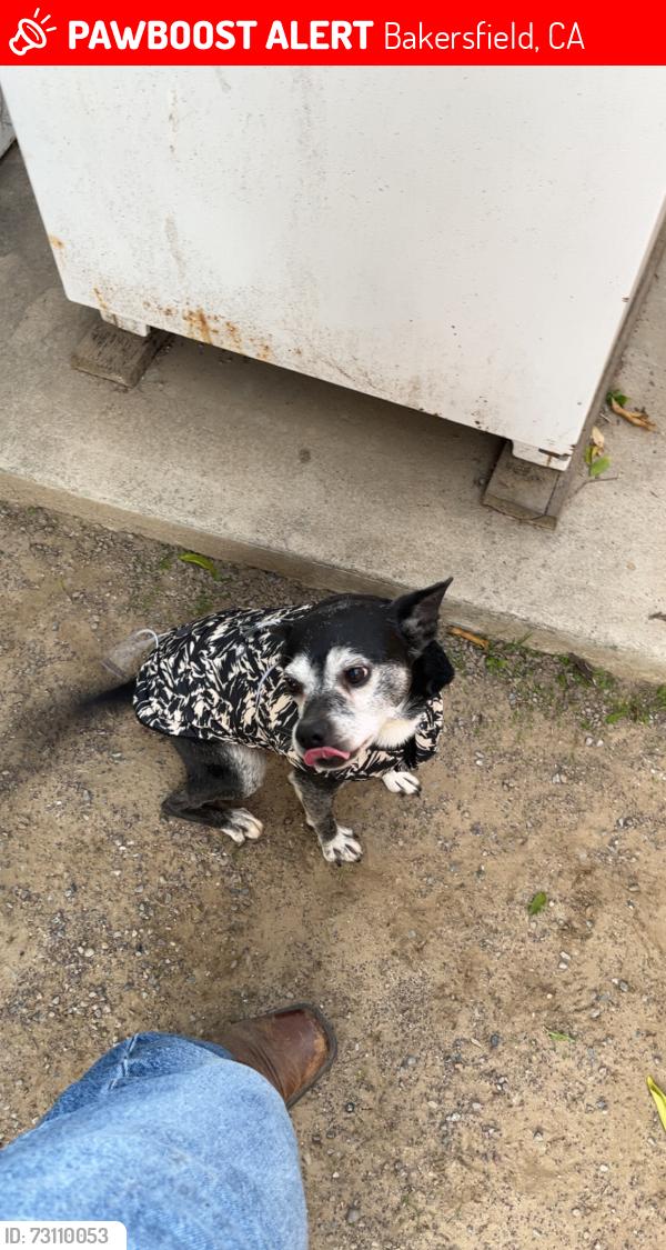 Lost Male Dog last seen Willett and Planz, Bakersfield, CA 93304