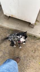 Lost Male Dog last seen Willett and Planz, Bakersfield, CA 93304