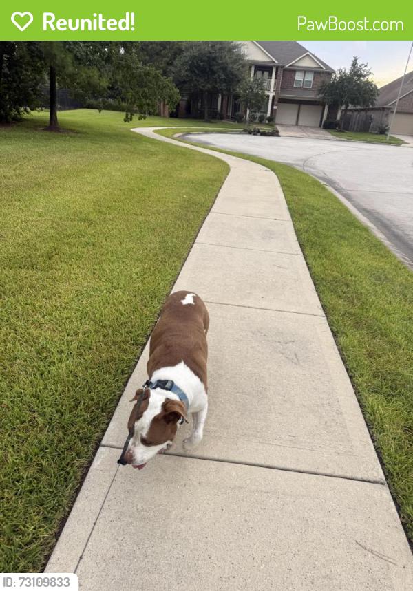 Reunited Male Dog last seen Loggia, Harris County, TX 77396