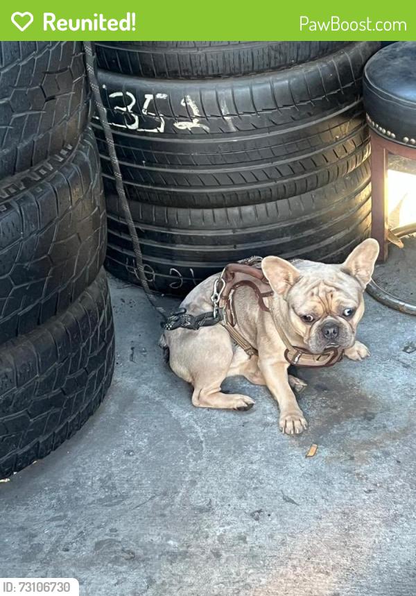 Reunited Male Dog last seen Near w imperial highway, Los Angeles, CA 90044