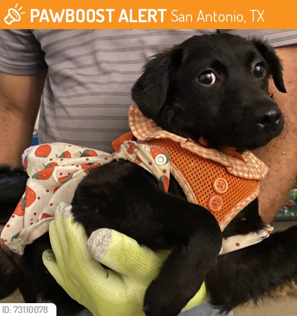 Found/Stray Unknown Dog last seen Ellison and Military Dr, San Antonio, TX 78251