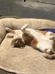 Reunited Female Cat last seen Cedar Blvd. and Newark Blvd. (76 station), Newark, CA 94560