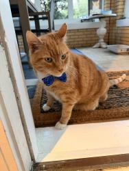 Lost Male Cat last seen Near ponce de leon Avenue, Atlanta, GA 30307