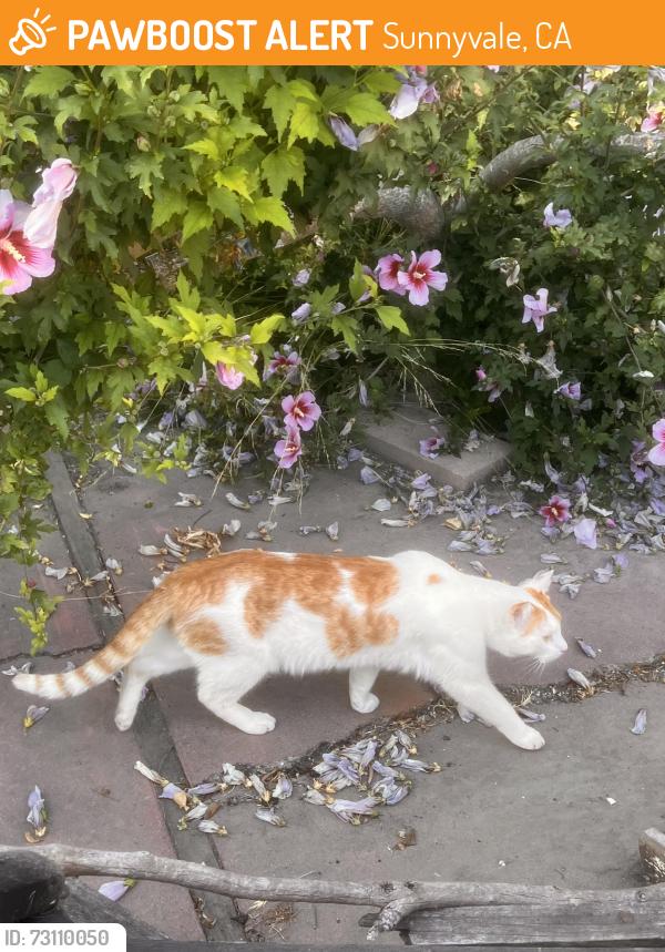 Found/Stray Male Cat last seen Carolina ave, Sunnyvale, CA 94085