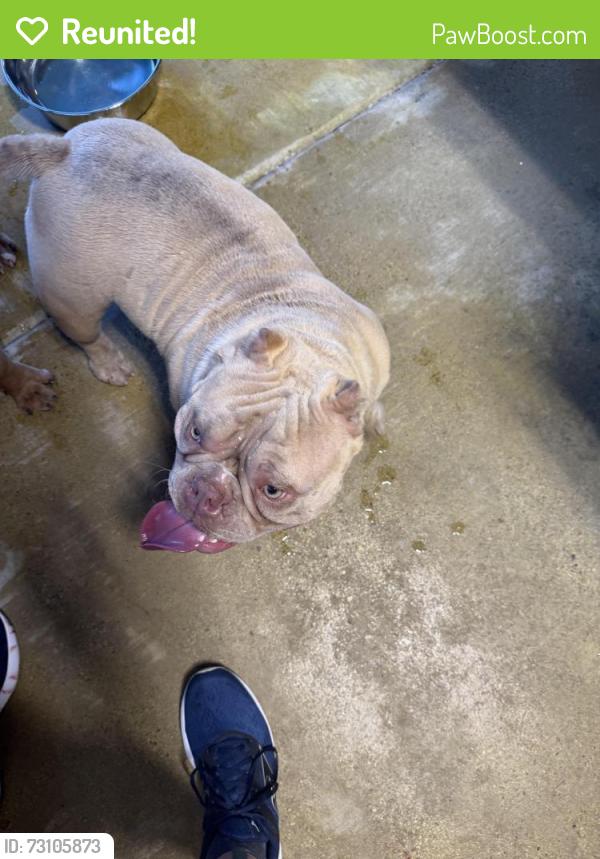Reunited Female Dog last seen Lake stone trail and boulder canyon, Fort Worth, TX 76123