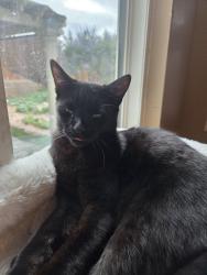 Lost Male Cat last seen Harrison dr ne and 17th st in North Hills, Rio Rancho, NM 87144