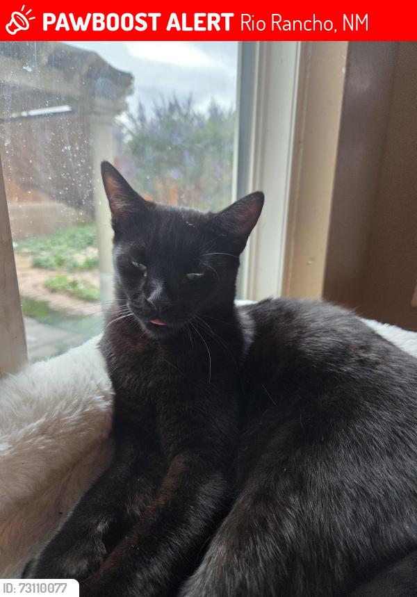 Lost Male Cat last seen Harrison dr ne and 17th st in North Hills, Rio Rancho, NM 87144