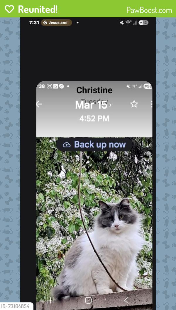 Reunited Female Cat last seen Sharon Way and Jason Way, Modesto, CA 95354