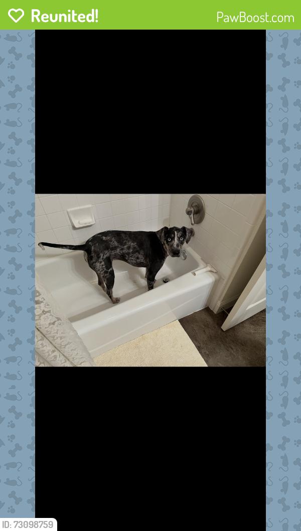 Reunited Male Dog last seen Spyglass. Crystal Falls Subdivision, Leander, TX 78641