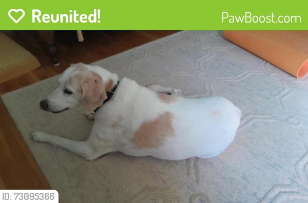 Reunited Female Dog last seen Timberly Park, McLean, VA 22102