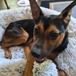 Shelter Stray Male Dog last seen , 2350 Appling City Cove, Memphis, TN 38133, USA