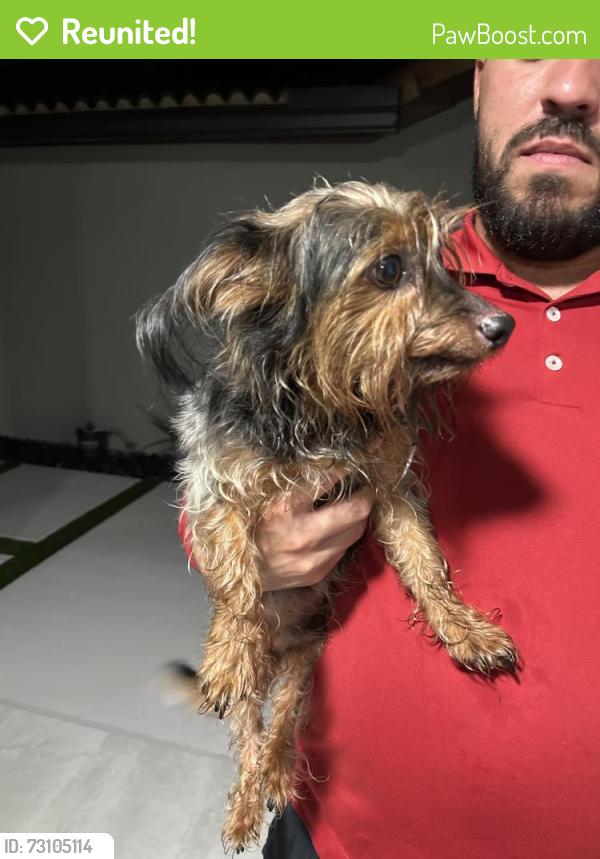 Reunited Male Dog last seen Near Chevron on 147 ave and miller drive(56 st), Kendall West, FL 33185