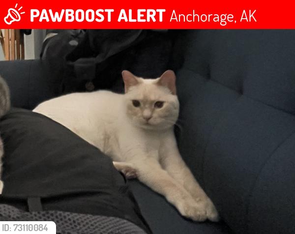 Lost Male Cat last seen Dimond and MacAlister, South of Jewel Lake, Anchorage, AK 99502