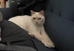 Lost Male Cat last seen Dimond and MacAlister, South of Jewel Lake, Anchorage, AK 99502
