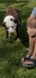 Reunited Female Dog last seen Near hwy 129, Hiawassee, GA 30546