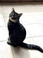 Lost Male Cat last seen Near Elizabeth Drive, Charleston, WV 25312, Charleston, WV 25312