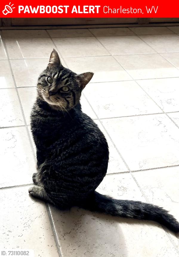 Lost Male Cat last seen Near Elizabeth Drive, Charleston, WV 25312, Charleston, WV 25312