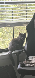 Lost Female Cat last seen dale city apmts, Woodbridge, VA 22192