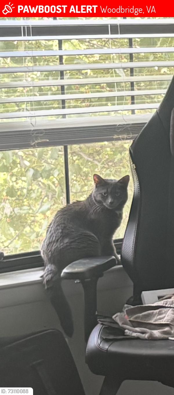 Lost Female Cat last seen dale city apmts, Woodbridge, VA 22192