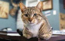 Lost Female Cat last seen Friendly Auto Sales In-hse finance 9.5% interest rate., San Antonio, TX 78211