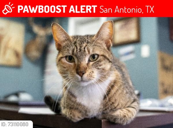 Lost Female Cat last seen Friendly Auto Sales In-hse finance 9.5% interest rate., San Antonio, TX 78211