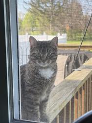 Lost Female Cat last seen At home, Roscoe, IL 61073