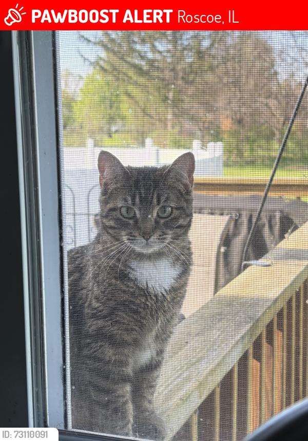 Lost Female Cat last seen At home, Roscoe, IL 61073