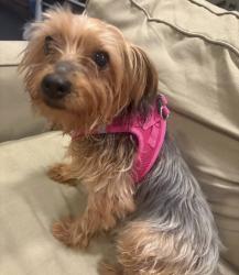 Lost Female Dog last seen White marsh md, Springfield, VA 22150