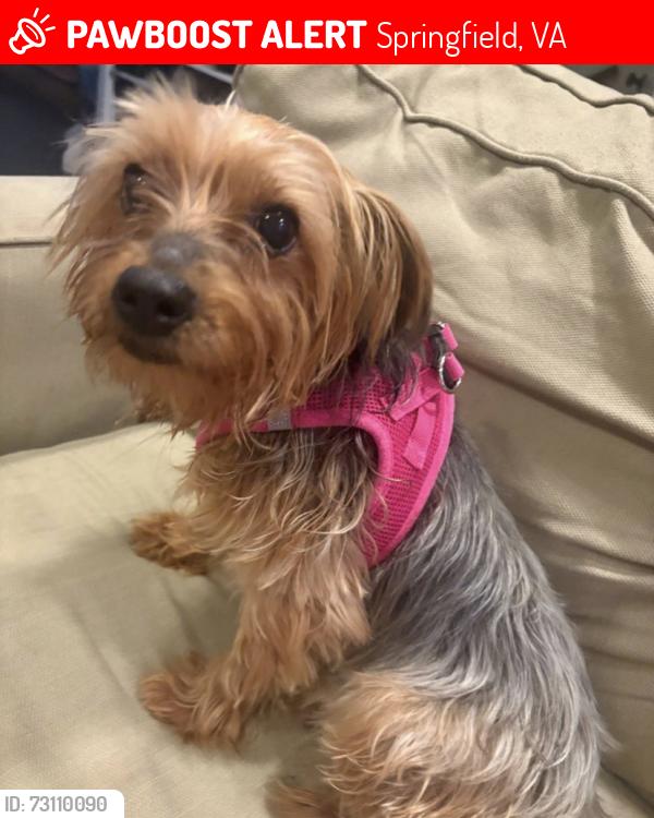 Lost Female Dog last seen White marsh md, Springfield, VA 22150