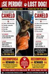 Lost Male Dog last seen Yellow wood king crest, San Antonio, TX 78219