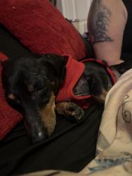 Reunited Female Dog last seen Near starcrest, San Antonio, TX 78218