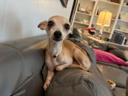Reunited Female Dog last seen Green Tee Dr, Pearland, TX 77089