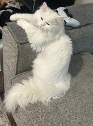 Reunited Female Cat last seen Benjamin st and Devonshire rd, Fowlerville, MI 48836