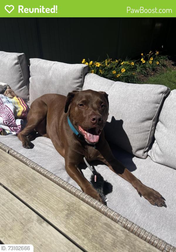 Reunited Male Dog last seen Hwy H and Keuss Farms Dr, Richwoods Township, MO 63071