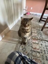 Lost Female Cat last seen Fletcher hills, El Cajon, CA 92020