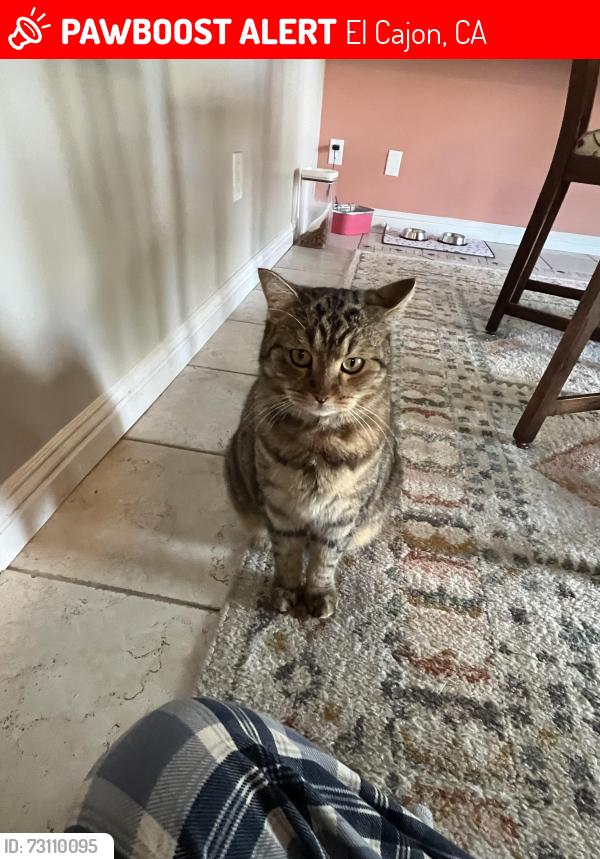 Lost Female Cat last seen Fletcher hills, El Cajon, CA 92020