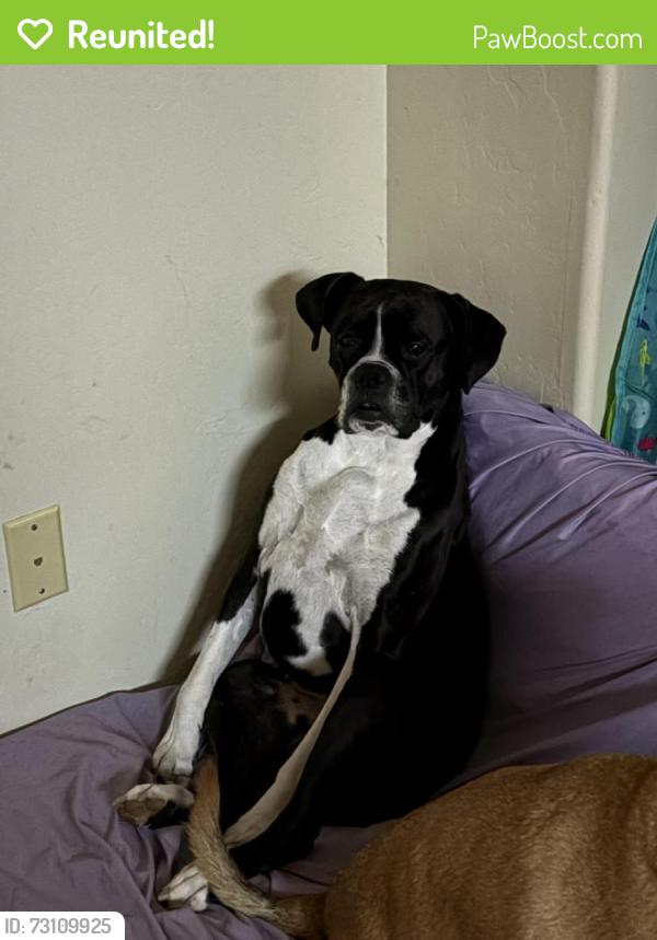 Reunited Female Dog last seen 22nd and. Swan, Tucson, AZ 85711