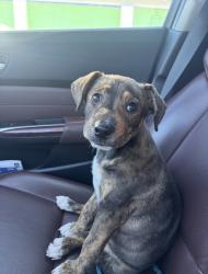 Lost Male Dog last seen Colorado st, Modesto, CA 95351