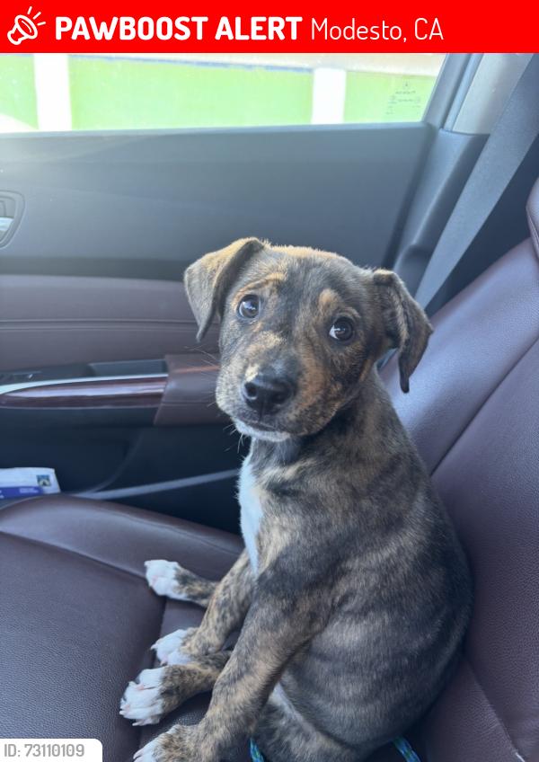 Lost Male Dog last seen Colorado st, Modesto, CA 95351
