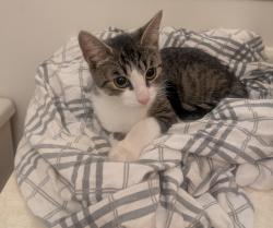 Found/Stray Male Cat last seen Near lincoln cross, Halifax, NS B3M 3S6